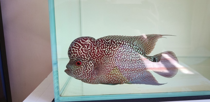 9.17號自然光記錄一下。 9.17號自然光記錄一下。 龍魚論壇 第1張