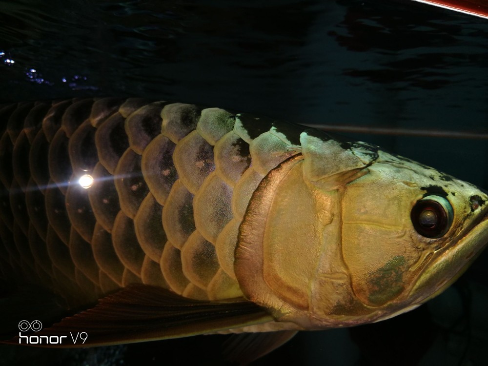 各位魚友想混養求鑒定是公是母謝謝