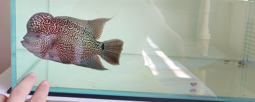 9.17號自然光記錄一下。 9.17號自然光記錄一下。 龍魚論壇 第3張