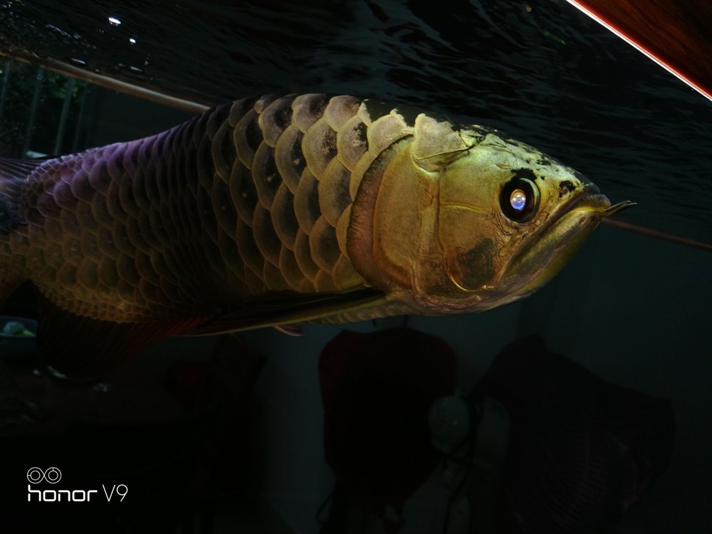 各位魚友想混養求鑒定是公是母謝謝