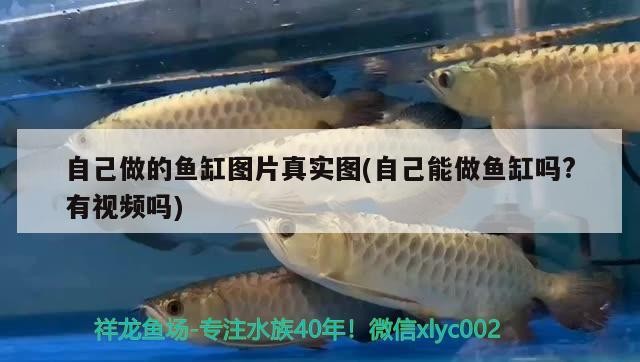 自己做的魚缸圖片真實圖(自己能做魚缸嗎?有視頻嗎) 自己做的魚缸圖片真實圖(自己能做魚缸嗎?有視頻嗎) 紅龍魚百科