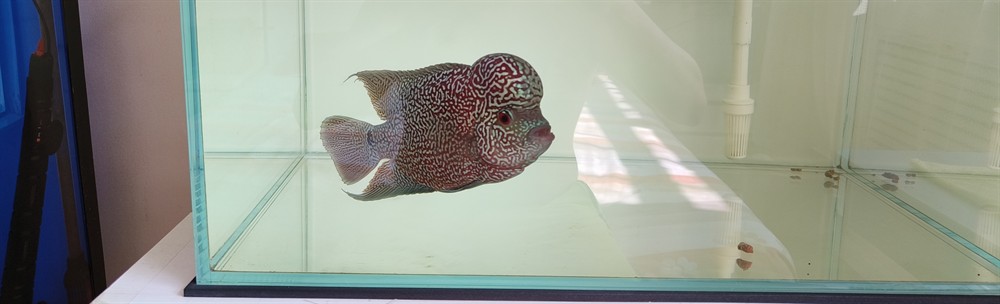 9.17號自然光記錄一下。 9.17號自然光記錄一下。 龍魚論壇 第4張