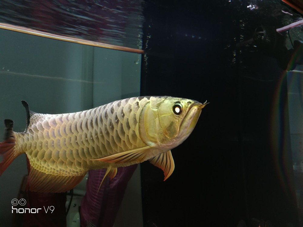 各位魚友想混養求鑒定是公是母謝謝