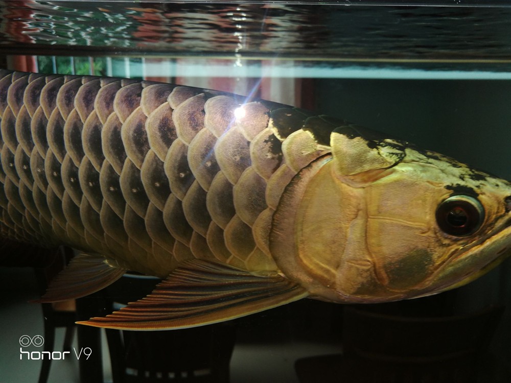 各位魚友想混養(yǎng)求鑒定是公是母謝謝