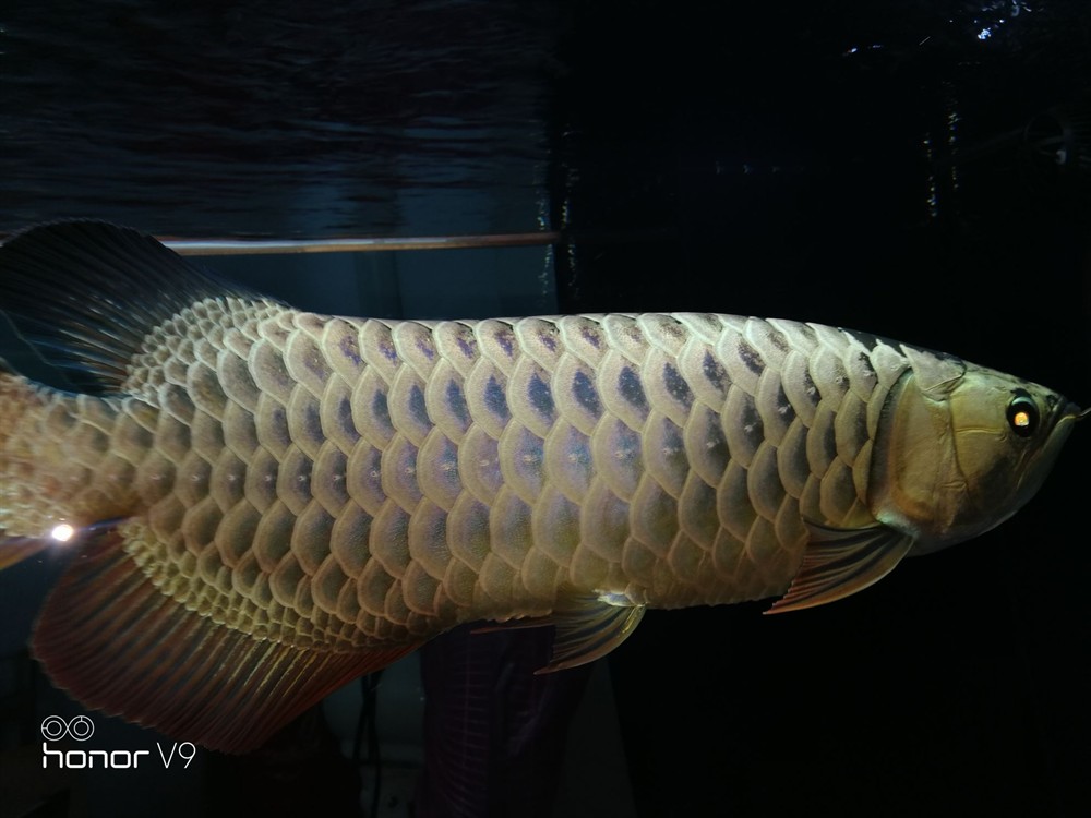 各位魚友想混養(yǎng)求鑒定是公是母謝謝