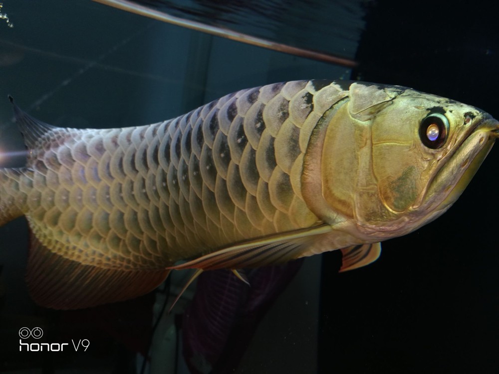 各位魚友想混養(yǎng)求鑒定是公是母謝謝