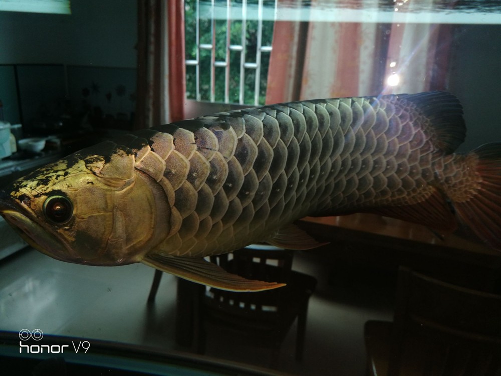 各位魚友想混養(yǎng)求鑒定是公是母謝謝
