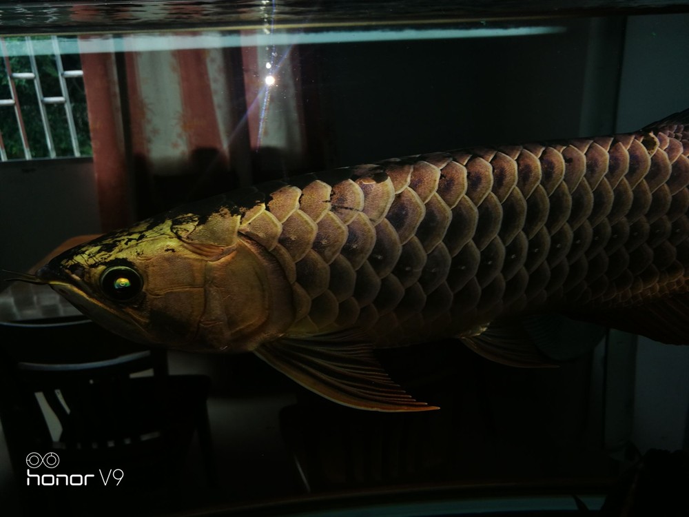 各位魚友想混養(yǎng)求鑒定是公是母謝謝