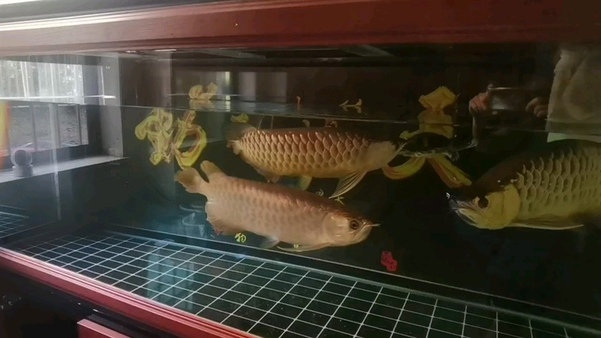 降低水位好干架