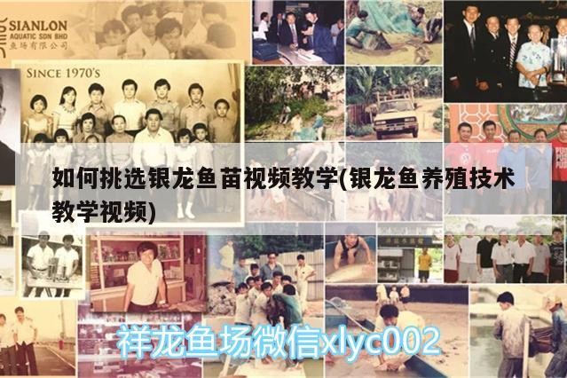 如何挑選銀龍魚苗視頻教學(銀龍魚養殖技術教學視頻)