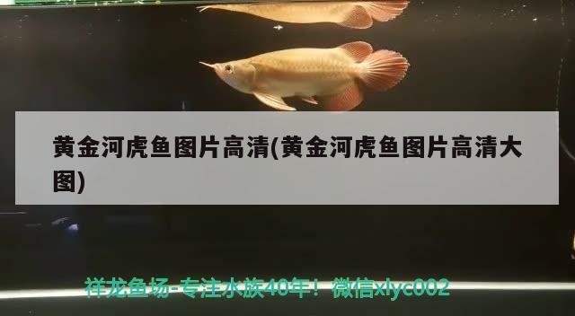 黃金河虎魚圖片高清(黃金河虎魚圖片高清大圖) 黃金河虎魚圖片高清(黃金河虎魚圖片高清大圖) 虎魚百科