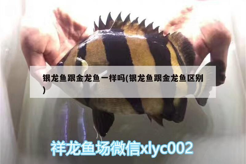 銀龍魚(yú)跟金龍魚(yú)一樣嗎(銀龍魚(yú)跟金龍魚(yú)區(qū)別)