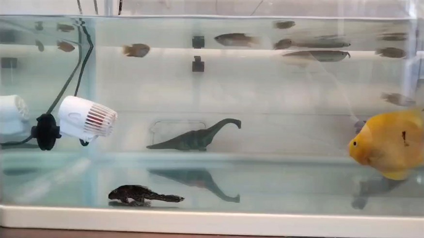 一天到晚游泳的魚