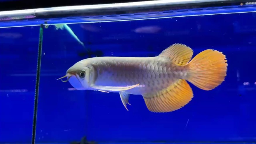 圣塔倫大湖魚
尺寸27/28  前鰭自然下掛
七鰭舒展   超大蒲扇尾