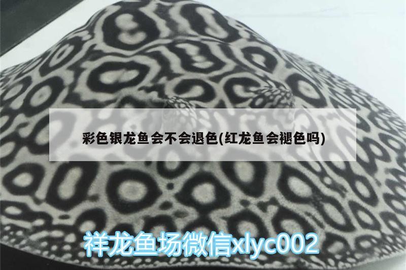 彩色銀龍魚會不會退色(紅龍魚會褪色嗎) 彩色銀龍魚會不會退色(紅龍魚會褪色嗎) 銀龍魚百科 第1張