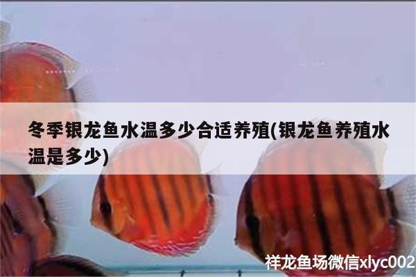 冬季銀龍魚水溫多少合適養殖(銀龍魚養殖水溫是多少)