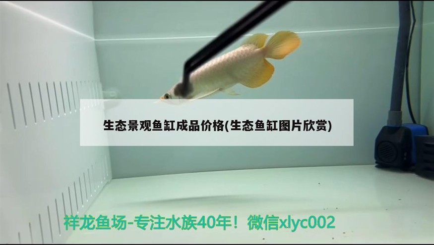 生態(tài)景觀魚缸成品價(jià)格(生態(tài)魚缸圖片欣賞)