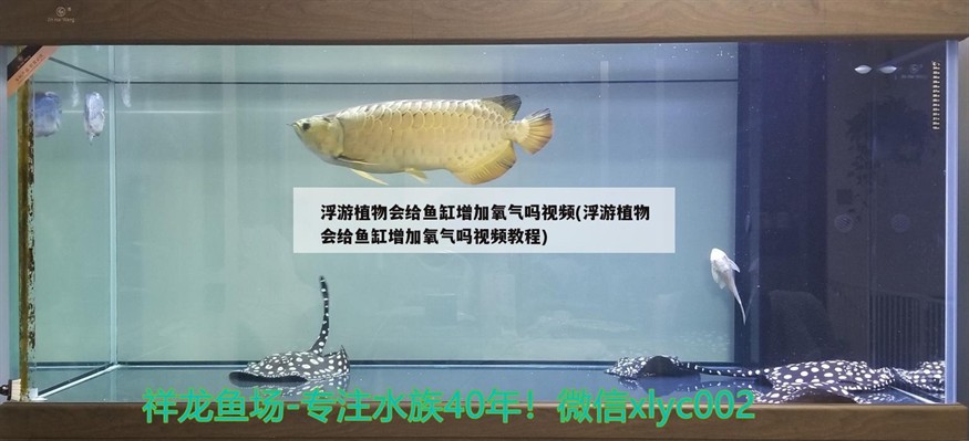 浮游植物會給魚缸增加氧氣嗎視頻(浮游植物會給魚缸增加氧氣嗎視頻教程)