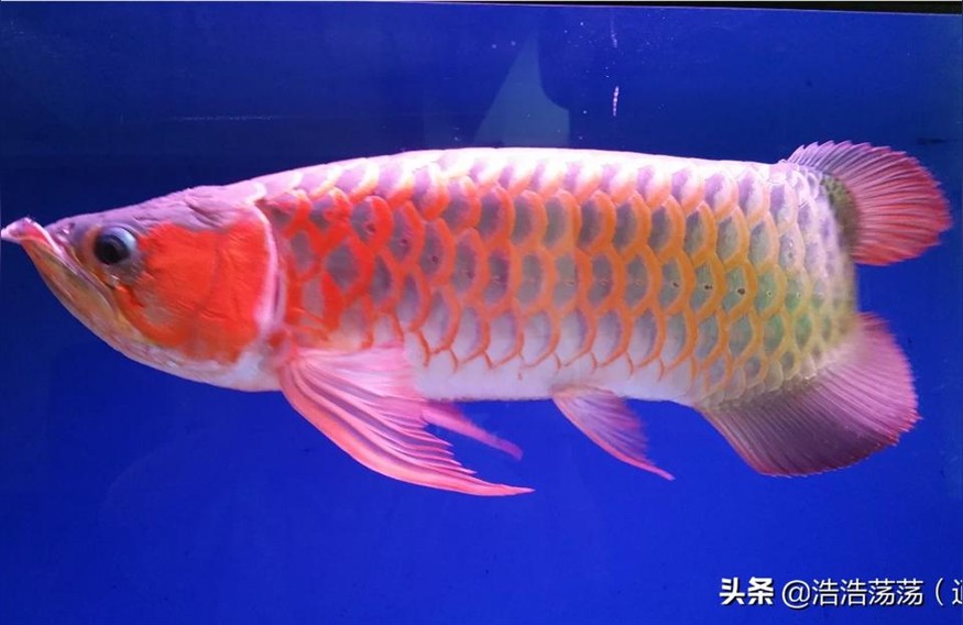 紅龍魚混養:2條龍魚混養技巧 紅龍魚混養:2條龍魚混養技巧 紅龍魚百科