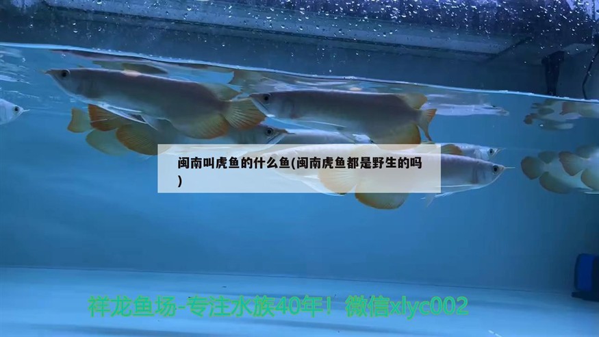閩南叫虎魚的什么魚(閩南虎魚都是野生的嗎)