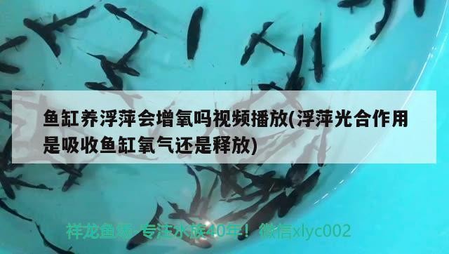 魚缸養(yǎng)浮萍會增氧嗎視頻播放(浮萍光<strong><mark>合作</mark></strong>用是吸收魚缸氧氣還是釋放)