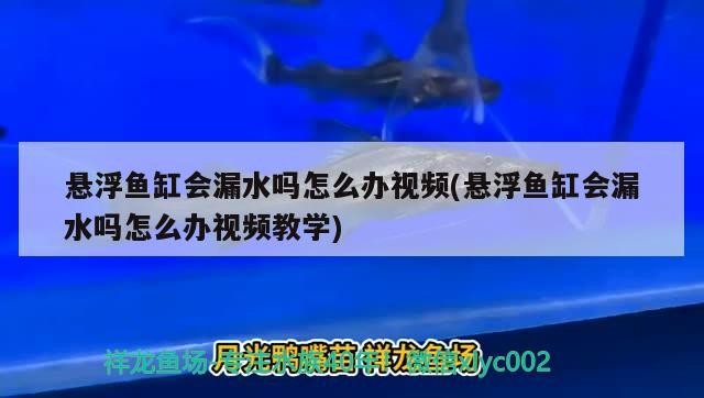 懸浮魚缸會漏水嗎怎么辦視頻(懸浮魚缸會漏水嗎怎么辦視頻教學(xué))