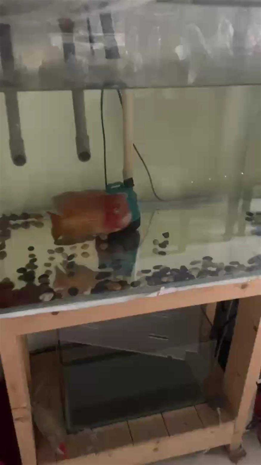 古典紅黃羅漢18更新