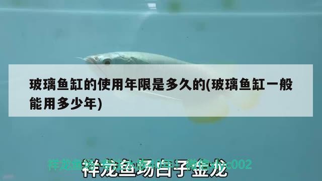 玻璃魚缸的使用年限是多久的(玻璃魚缸一般能用多少年) 玻璃魚缸的使用年限是多久的(玻璃魚缸一般能用多少年) 豬鼻龜百科
