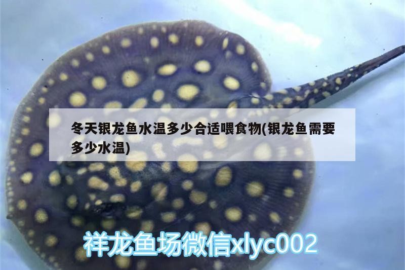 冬天銀龍魚水溫多少合適喂食物(銀龍魚需要多少水溫) 冬天銀龍魚水溫多少合適喂食物(銀龍魚需要多少水溫) 銀龍魚百科