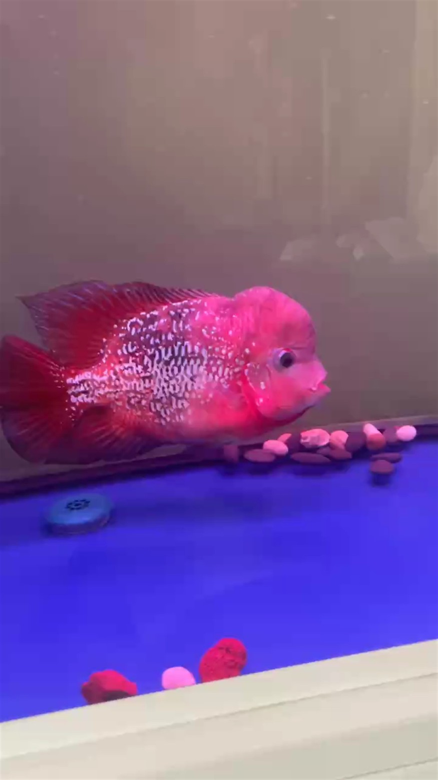 羅漢魚 紅泰古分享更新 龍魚論壇 紅泰古分享更新 紅泰古分享更新 龍魚論壇
