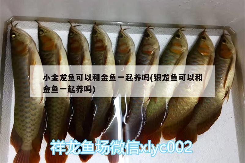 小金龍魚可以和金魚一起養嗎(銀龍魚可以和金魚一起養嗎)