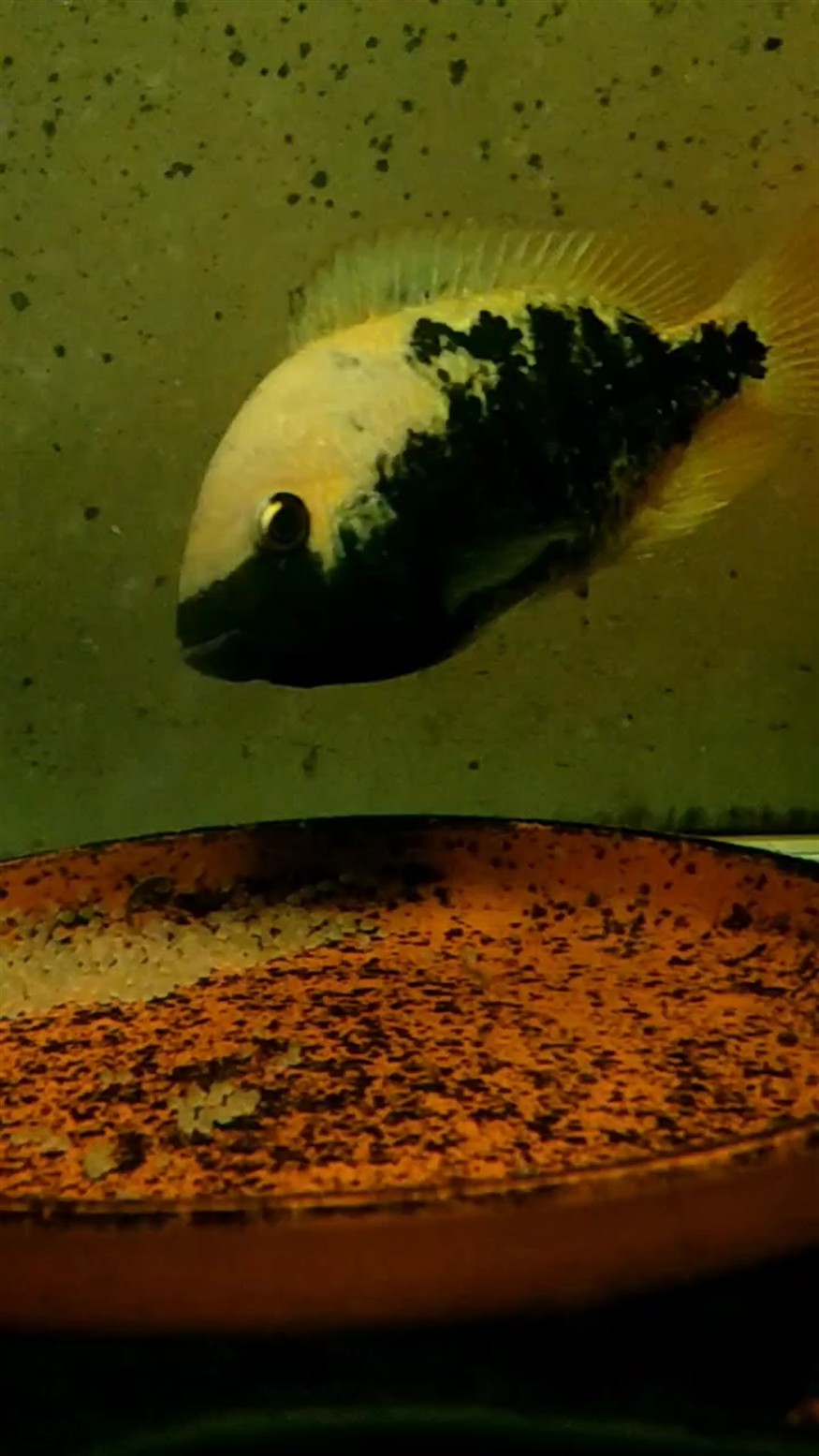 孵蛋母魚 孵蛋母魚 龍魚論壇