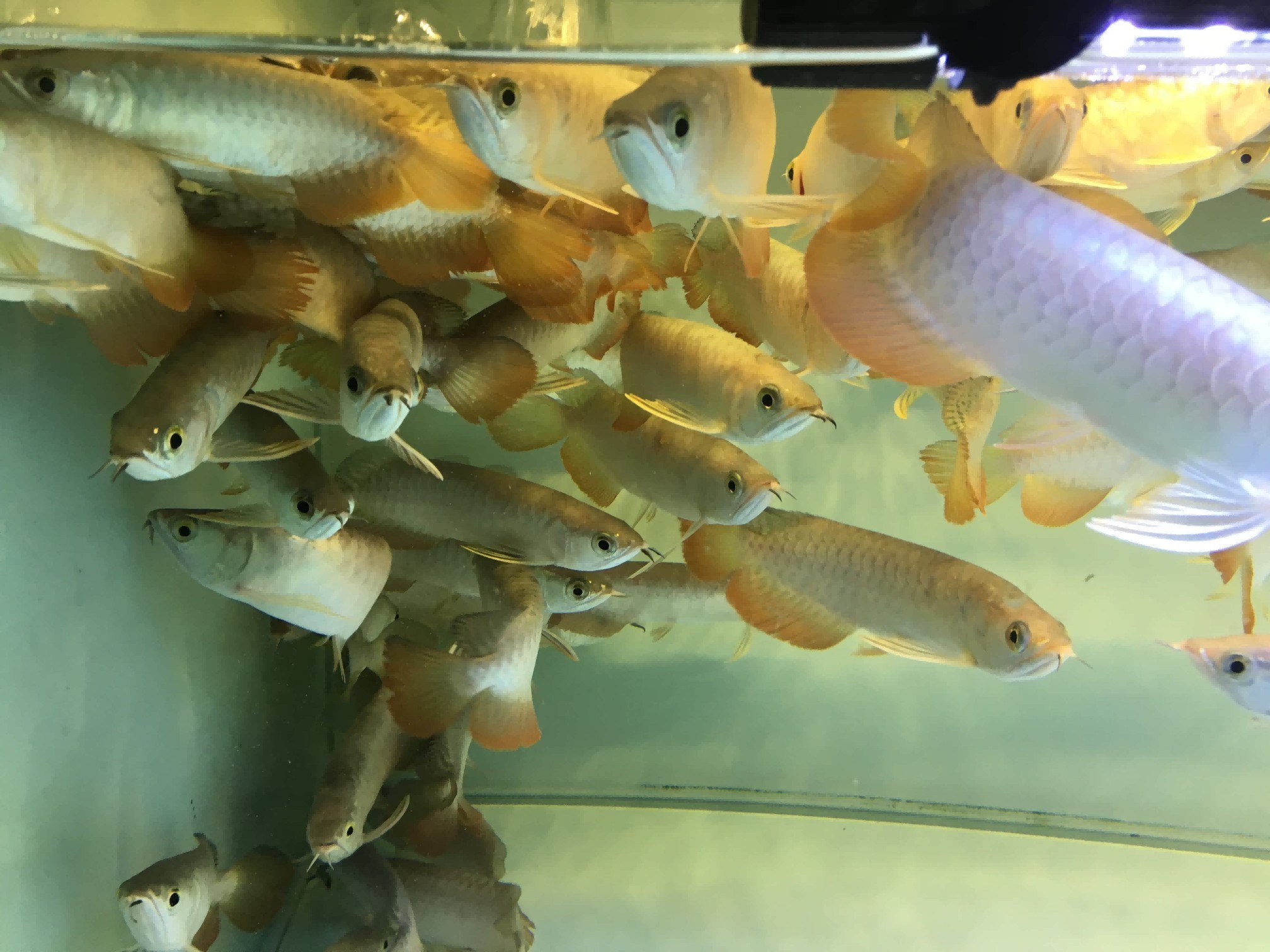 純血紅龍魚多久過背（純血紅龍魚多久過背水）