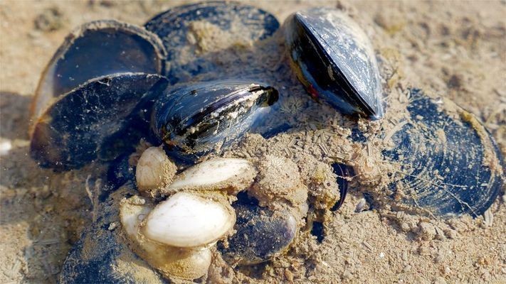 大梅趕海魚缸怎么養(yǎng)好：大梅在趕海的過程中可以抓到一些魚類，可以放入魚缸中養(yǎng)殖