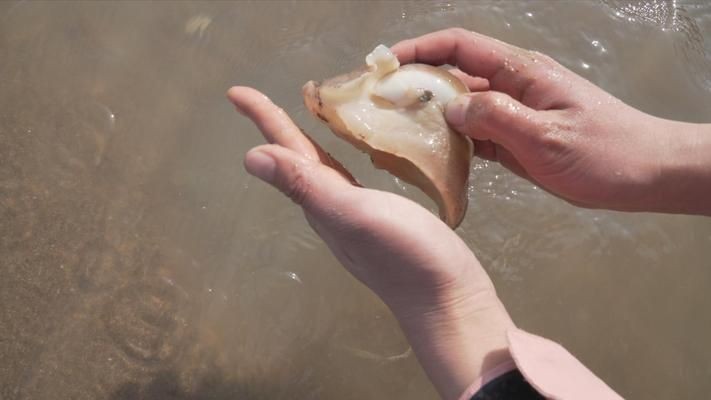 大梅趕海魚缸怎么養(yǎng)好：大梅在趕海的過程中可以抓到一些魚類，可以放入魚缸中養(yǎng)殖