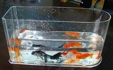 玻璃廠能做魚缸嗎：玻璃廠可以做魚缸嗎？