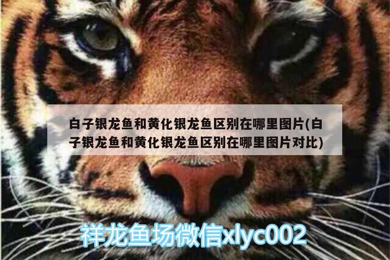 白子銀龍魚和黃化銀龍魚區別在哪里圖片(白子銀龍魚和黃化銀龍魚區別在哪里圖片對比)