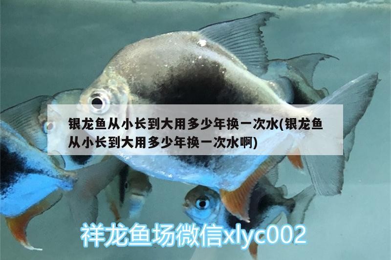 銀龍魚從小長到大用多少年換一次水(銀龍魚從小長到大用多少年換一次水啊)