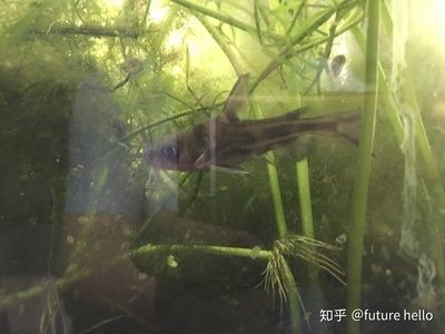 大魚缸怎么養水:大魚缸養水的正確方法 魚缸百科 第2張 大魚缸怎么養水:大魚缸養水的正確方法 大魚缸怎么養水:大魚缸養水的正確方法 魚缸百科 第2張