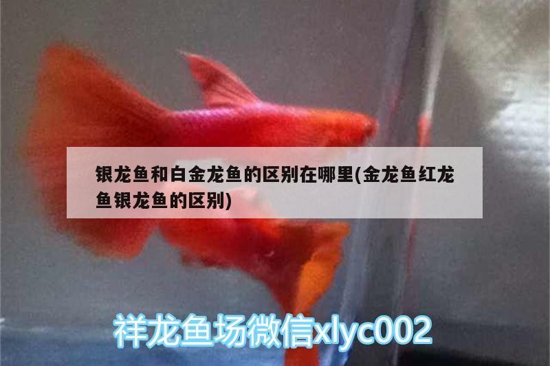 銀龍魚和白金龍魚的區別在哪里(金龍魚紅龍魚銀龍魚的區別) 銀龍魚和白金龍魚的區別在哪里(金龍魚紅龍魚銀龍魚的區別) 銀龍魚百科