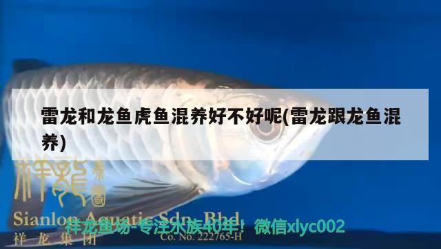 雷龍和龍魚虎魚混養好不好呢(雷龍跟龍魚混養)