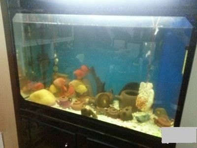 pvc管改裝魚缸過濾：pvc管改裝魚缸過濾器的優點