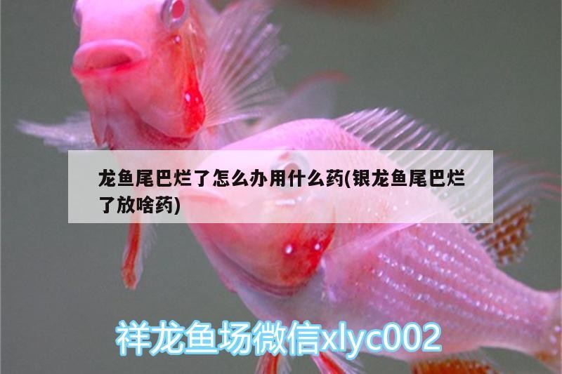 龍魚尾巴爛了怎么辦用什么藥(銀龍魚尾巴爛了放啥藥)