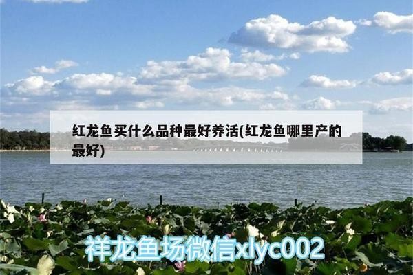 魚缸文案句子（魚缸養魚文案）
