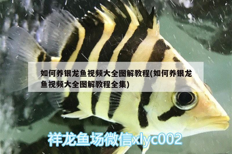 如何養銀龍魚視頻大全圖解教程(如何養銀龍魚視頻大全圖解教程全集)