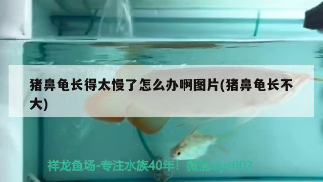 豬鼻龜長得太慢了怎么辦啊圖片(豬鼻龜長不大)