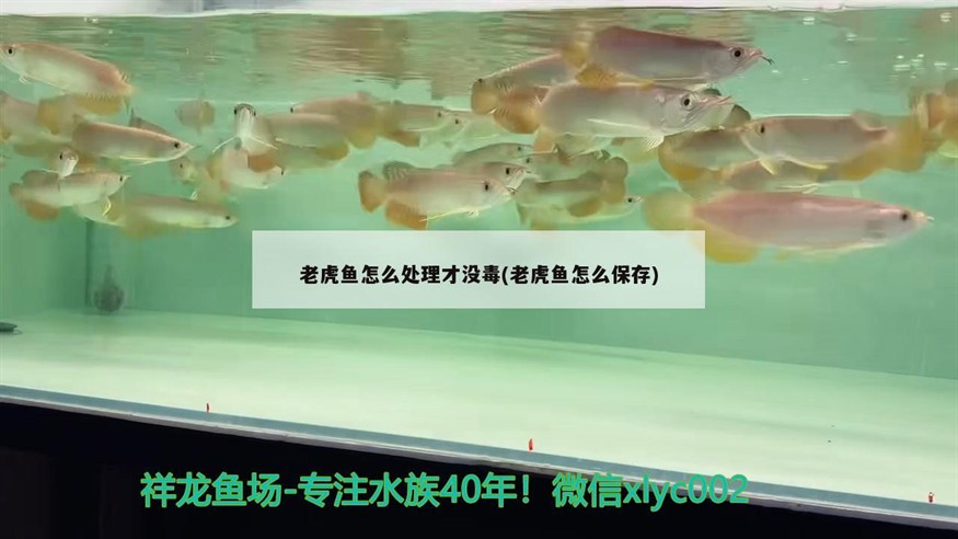 老虎魚怎么處理才沒毒(老虎魚怎么保存)