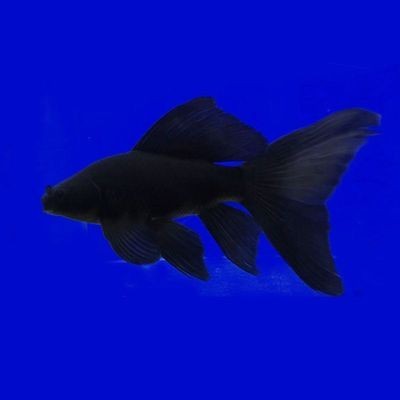 紅龍魚喂什么發色好,還長的快（紅龍魚喂什么發色好,還長的快些）