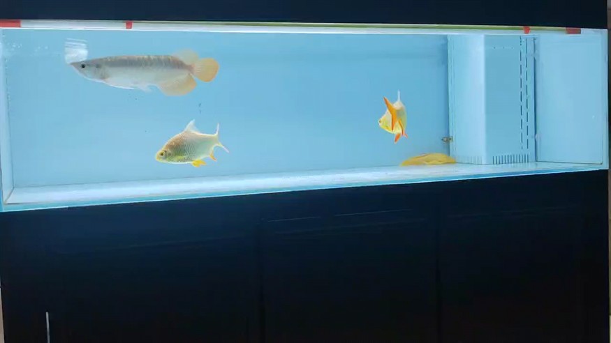 天冷了想上燈但魚還小