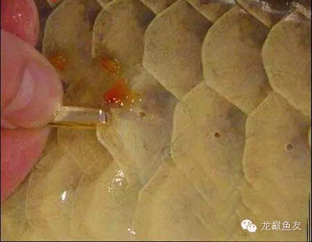 鱗片充血